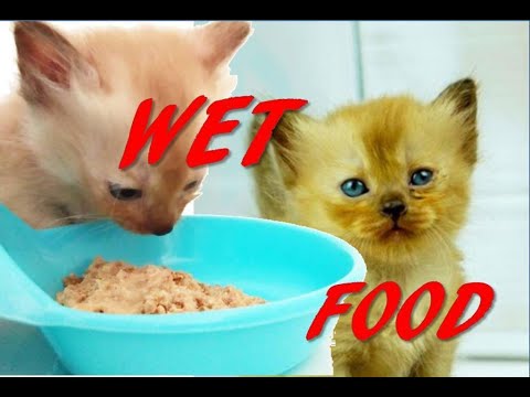 BEST WET Food Cat  and Kitten | Homemade Cat Food |  Cara Membuat Wetfood | Wet Food