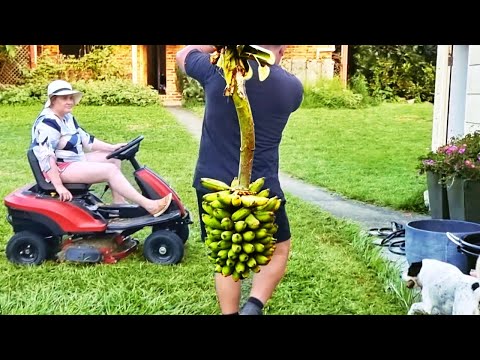 Why You Just Have to Grow Your Own Bananas