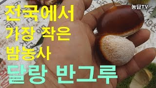[밤나무] 달랑 반그루 전국에서 가장 작은 밤농사