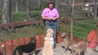 Dog Training - Dog Barks Too Much