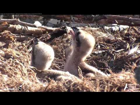 All Three Osprey Chicks Perk Up For Monday Morning Fish – June 12, 2017