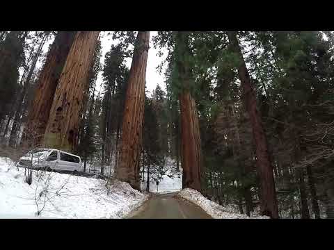Sequoia's Giant Forest in March, 2018