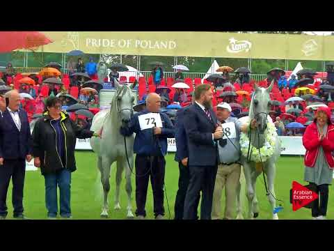2ND PLACE N.88 ZAGROBLA - 2017 Pride Of Poland - Senior Mares Championship (Class 13)