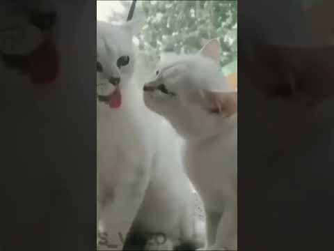 Just Two Cats Licking Each others Tongues