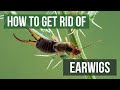 How to Get Rid of Earwigs (4 Easy Steps)
