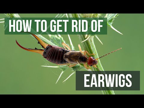 YouTube video about Eliminating Earwigs: Find Out What Kills Them