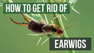 How to Get Rid of Earwigs (4 Easy Steps)