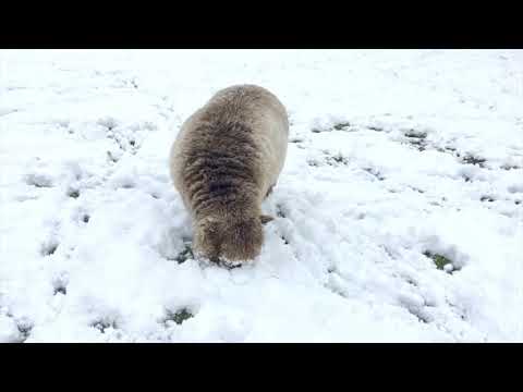 A Ryeland ewe grazing in snow