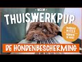 De Thuiswerkpup: Vandaag besteld, morgen in huis! | DierenpraatTV