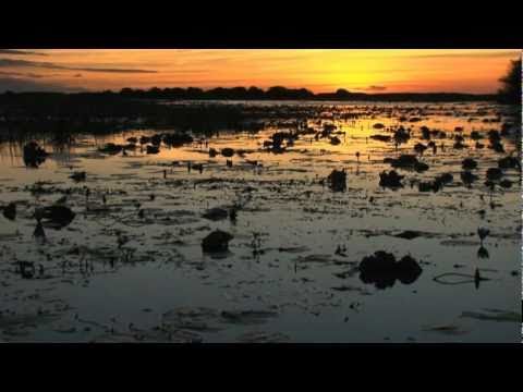Bangweulu Wetlands, Zambia, Africa
