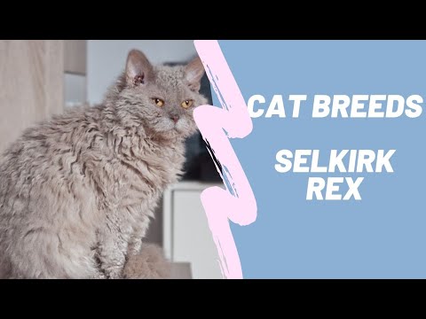 SELKIRK REX - CAT BREEDS