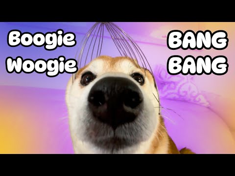 Hey boogie woogie bang bang Doge (The Pokédance Dog)
