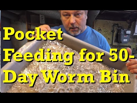 50-day worm bin after 2 weeks since last feeding - vermicomposting