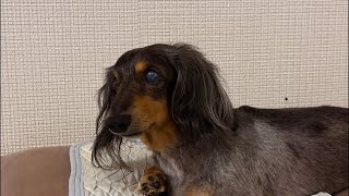 【トークなし No Talk】ネルくんにプレゼント開封🐶 | 作業や勉強、睡眠のおともに | 犬のいる暮らし