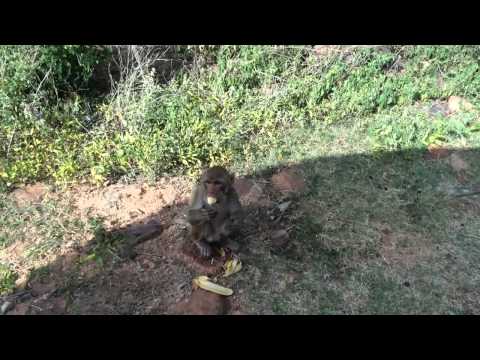 Harshitha  Seeing monkey enjoying Bannana