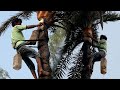 A Day In The Life Of A Date Palm Juice Extractor Village Life
