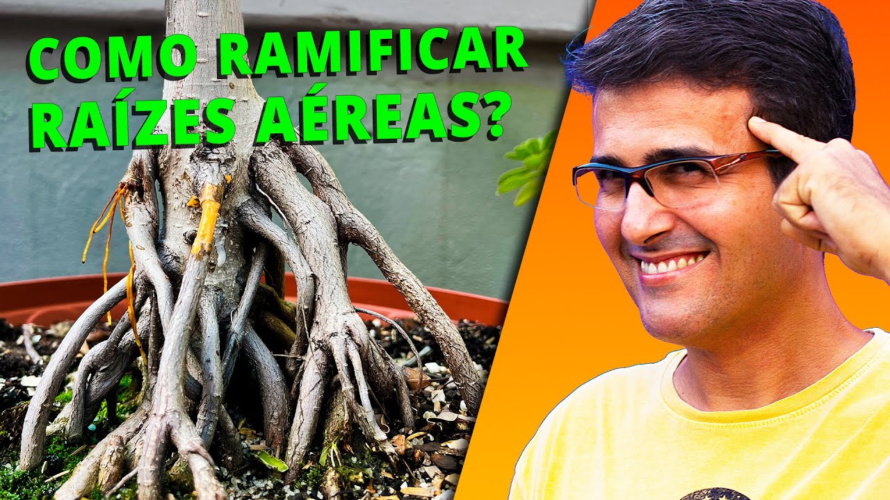 Como Ramificar Raízes Aéreas em Ficus - Técnica Especial de Bonsai!!!