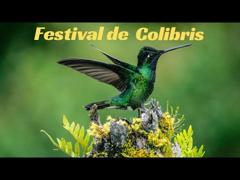Festival de Colibris