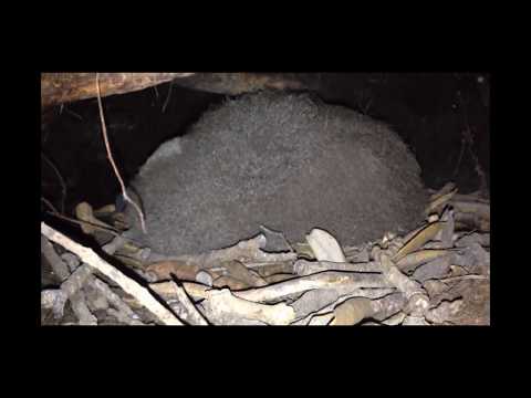 Grey-faced petrel chick