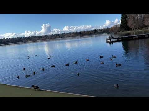 green lake ducks Seattle 2021