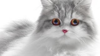 Signs of Allergies to Cats : Treating Allergies
