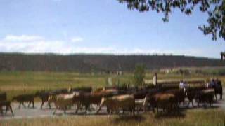 preview picture of video '60 Second Colorado Vacation - Cattle Drive 2009 Style'