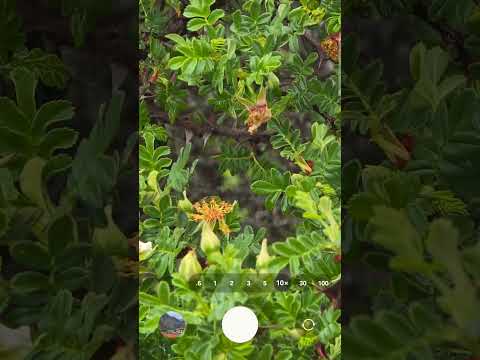 #flowers #flower 😍😍😍