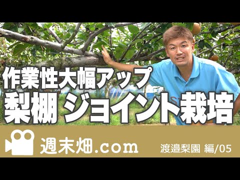 梨の木を植える：時期と方法、そしてメンテナンスのヒント！  庭園