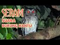 SUARA BURUNG HANTU PALING SERAM Jangan Nonton Sendirian
