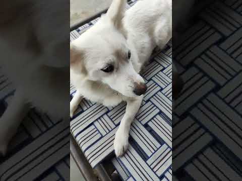 💖🙄😂😱👍💗🥲💖🐶⚡