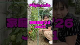 採れたて最高!フィリピン妻も笑顔のトマト収穫【フィリピン妻の家庭菜園】