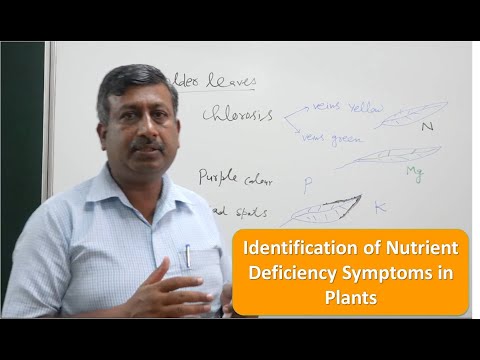 , title : 'Identification of Nutrient Deficiency Symptoms in Plants.'