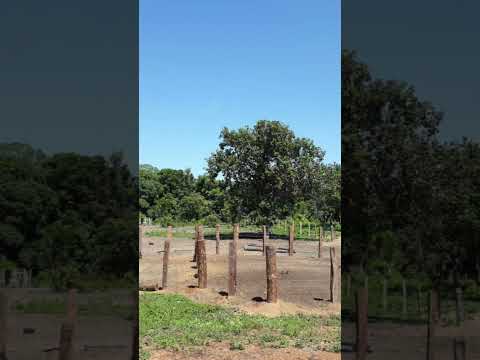 Faz.3.265 hectares no Mato Grosso Porto Alegre do Norte valor 28 milhões docum. boa zap.91982165639