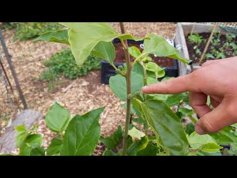 Che (Chinese watermelon berry) flowers