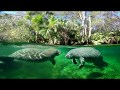 Manatees Flock To Blue Spring State Park For Winter
