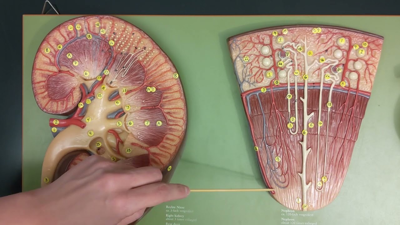 Kidney Anatomy | Review and Quiz