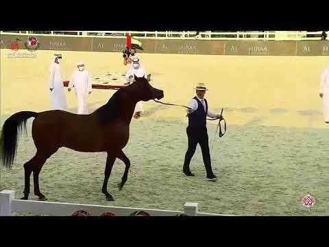 N.316 MDS AL SOLEI - UAE National Championship 2020 - Stallions 7-9 Years Old (Class 11).mp4