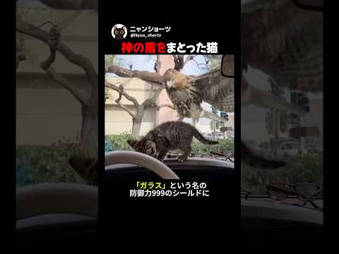 神の盾をまとった猫