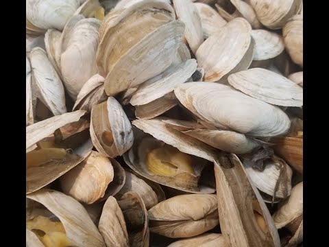 New England Soft Shell Steamed Clams. The best steamed clams