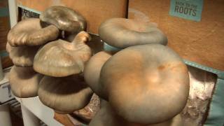 Grow Your Own Mushrooms in Used Coffee Grounds