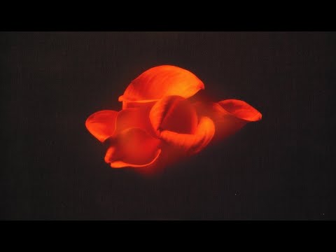 Lucky Daye, Masego & Alex Isley - Good & Plenty