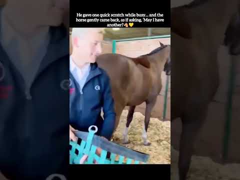 He gave one quick scratch while busy... and the horse gently came back