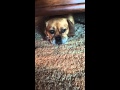 Gracie Lou Diary Of A Dog
