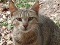 Cute Grey Tabby Cat From Compton LA