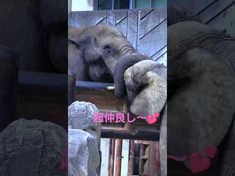 マルミミゾウはゆっくりと生きる