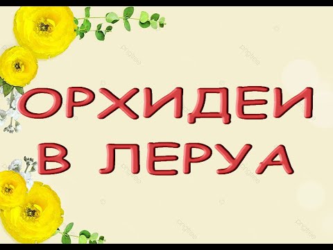 Леруа:ЗАВОЗ прекрасных ОРХИДЕЙ,18.11.21,ТЦ "Космопорт",Самара,ул. Дыбенко,30.