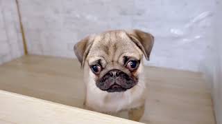 パグの動画01