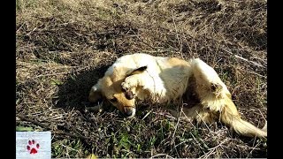 Horrific abuse - they gouged her eye out and left her helpless