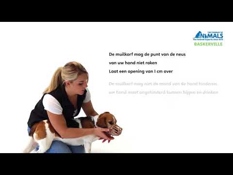 HOE DE BASKERVILLE CLASSIC  MUILKORF AAN TE TREKKEN