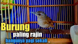 Download lagu Review burung pelanduk semak, burung mungil yang imut mp3
